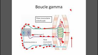 Boucle Gamma [upl. by Halpern914]