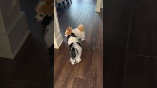 My dogs fighting dogs cutedogs edit [upl. by Ubald]