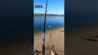 Casting a crab snare fishing crabbing crabfishing california beachfishing fishingvideo fun [upl. by Suivatnod]