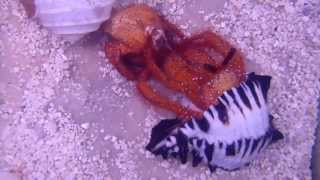 Hermit Crab Molting [upl. by Annim]