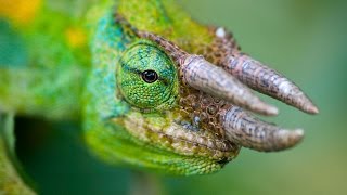 RARE 3 Horned CHAMELEON [upl. by Sinned758]