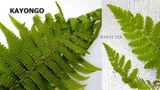 Manya Binno ku Kayongo Bracken Fern Pteridium Aquilinum Eddagala Lino Baliyita Kayongo [upl. by Ogdon]