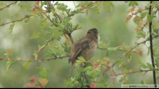 Getting to grips with warblers 3  Reed Warbler Vs Sedge Warbler [upl. by Estel594]