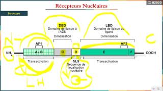 Leçon 18 Récepteurs Nucléaires [upl. by Faber572]