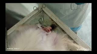 Tail amputation  Tail docking in dog under general anesthesia by Dr Waleed Qadar [upl. by Marsland]