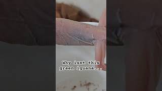 pets reptiles animals reels shortvideo lizard iguana trending green wow [upl. by Jordana]