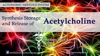 Synthesis Storage and Release of Acetylcholine [upl. by Pulchia342]