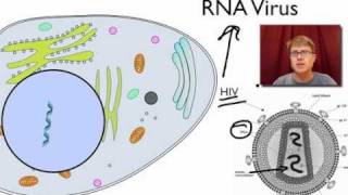 Viral Replication [upl. by Sabrina368]