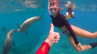 Wild monk seals stole my fish [upl. by Vowel658]