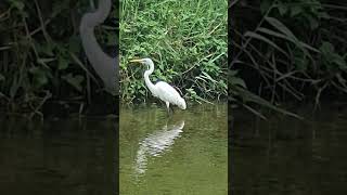 먹이찾기 Ardea alba in Search of PreyEgretta alba modestaチュウダイサギ중대백로中大白鷺 새이름 백로 鷺 White Heron [upl. by Negaem45]