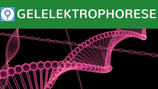 Gelelektrophorese am Beispiel der DNA einfach erklärt  Aufbau Ablauf amp Praxisbeispiele  Analyse 1 [upl. by Idnal]