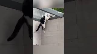 When your pet is the star of the comedy show 🤣 funnydog yourcats viral funnyvideos memes [upl. by Jochebed]