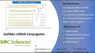 What are GalNAcsiRNA Conjugates？ siRNA Delivery [upl. by Boonie877]