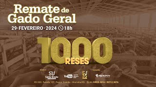 Remate de Gado Geral  1000 Reses  29 de Fevereiro de 2024 [upl. by Eciralc]