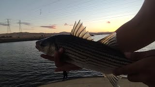 ONIEL FOREBAY FISHING BIG BASS AND STRIPPER CAUGHT [upl. by Musihc]