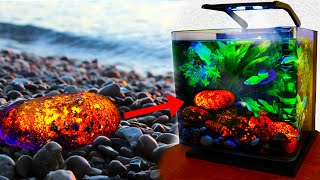 Finding RARE GLOWING ROCKS for Glow Betta tank [upl. by Leesa152]