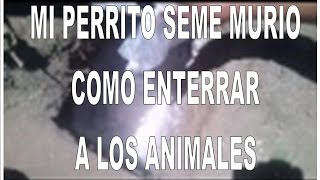 MI PERRITO SE ME MURIO  COMO ENTERRAR A LOS ANIMALES EZEK771 [upl. by Uttasta]