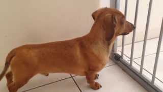 Skoloogi the miniature dachshund howling [upl. by Potash]