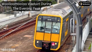 Woolloomooloo Viaduct During The Evening Peak [upl. by Tommi]