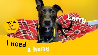 Larry the handsome Lurcher  Dogs Trust West Calder [upl. by Laefar]