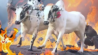 PBR Pakistan Bull Race  18112023 Hamzaskyvideos [upl. by Anayra]