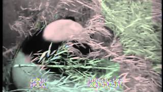 Footage of giant panda birth at the Smithsonians National Zoo [upl. by Enimrac266]