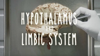 Neuroanatomy S1 E4 Hypothalamus and Limbic System neuroanatomy ubcmedicine [upl. by Temme812]