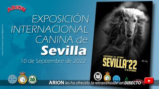 Exposición Internacional Canina  Sevilla 2022 [upl. by Past529]