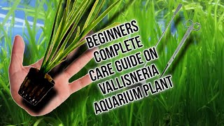 Beginners Tutorial Complete Guide On Vallisneria vallisneria care [upl. by Klump598]