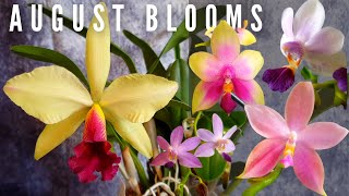 Orchid Highlights  Orchids in Bloom Spike amp Updates for August  Whats Exciting Right Now [upl. by Obadias]