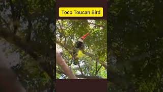 Toco Toucan Bird 🐦  shorts birds youtube [upl. by Girardi]