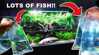 💚 HUGE 4ft AXOLOTL AQUA TERRARIUM Adding LOTS Of Fish  PLANTED AQUARIUM amp PALUDARIUM [upl. by Pirnot]