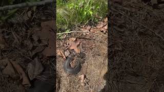 We found a rare snake under tin and it played dead snake nature wildlife animals [upl. by Siddra54]