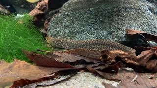 Gymnothorax polyuranodon  Freshwater moray  Süßwassermuräne [upl. by Jon828]