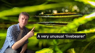 A deep dive into a very UNUSUAL ‘livebearer’ [upl. by Nicholl]