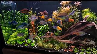 120 Gallon Rainbow Fish Planted Aquarium October 2017 [upl. by Barret95]