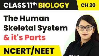 The Human Skeletal System and its Parts  Locomotion and Movement  Class 11 Biology [upl. by Arlo254]