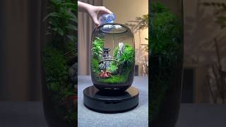 Beautiful Terrarium Plant ☘️😍artificialplants terrariumplants miniplant plants [upl. by Yrrab138]