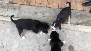 Entlebucher puppies playing together [upl. by Acirtal]