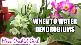 When to water Dendrobium orchids after the winter rest [upl. by Sybley]