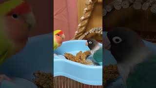 My love Bird 🕊️🥰🥰🕊️ birds lovebirds lovebirdsbudgies parrot short [upl. by Nyleve]