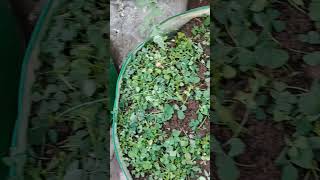 Harvest of methi greenfingersbypreetipandit 🧿🧿shortsviral 🤣🫶🫶👍🪴🪴 [upl. by Nils]