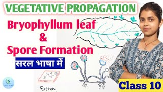 Vegetative Propagation in plants class 10 Spore formation class 10  Bryophyllum plant reproduction [upl. by Sidon]