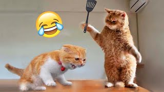 Los Videos de Perros y Gatos Más Divertidos 😹🐶 Parte 526 [upl. by Durwood135]