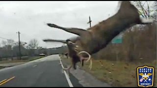 Police footage shows how to react when a deer crosses the road [upl. by Dyer]