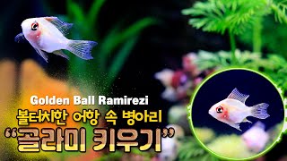 멘트없음골라미 키우기ㅣ어항 속 병아리 골든볼 라미네지 물멍 암수ㅣGolden Ball Ramirezi [upl. by Kristine643]