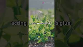 How to Prevent Soil Erosion in Your Garden Simple Tips [upl. by Ehgit]