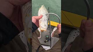 🎣 Kanama Smart Bait  Revive dead bait fish [upl. by Onairotciv245]