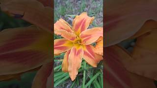 Hemerocallis fulva [upl. by Yvette926]