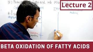 Beta Oxidation of Fatty acids lecture 2 [upl. by Bergeman]